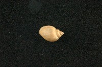 藏品(小椎實螺)的圖片